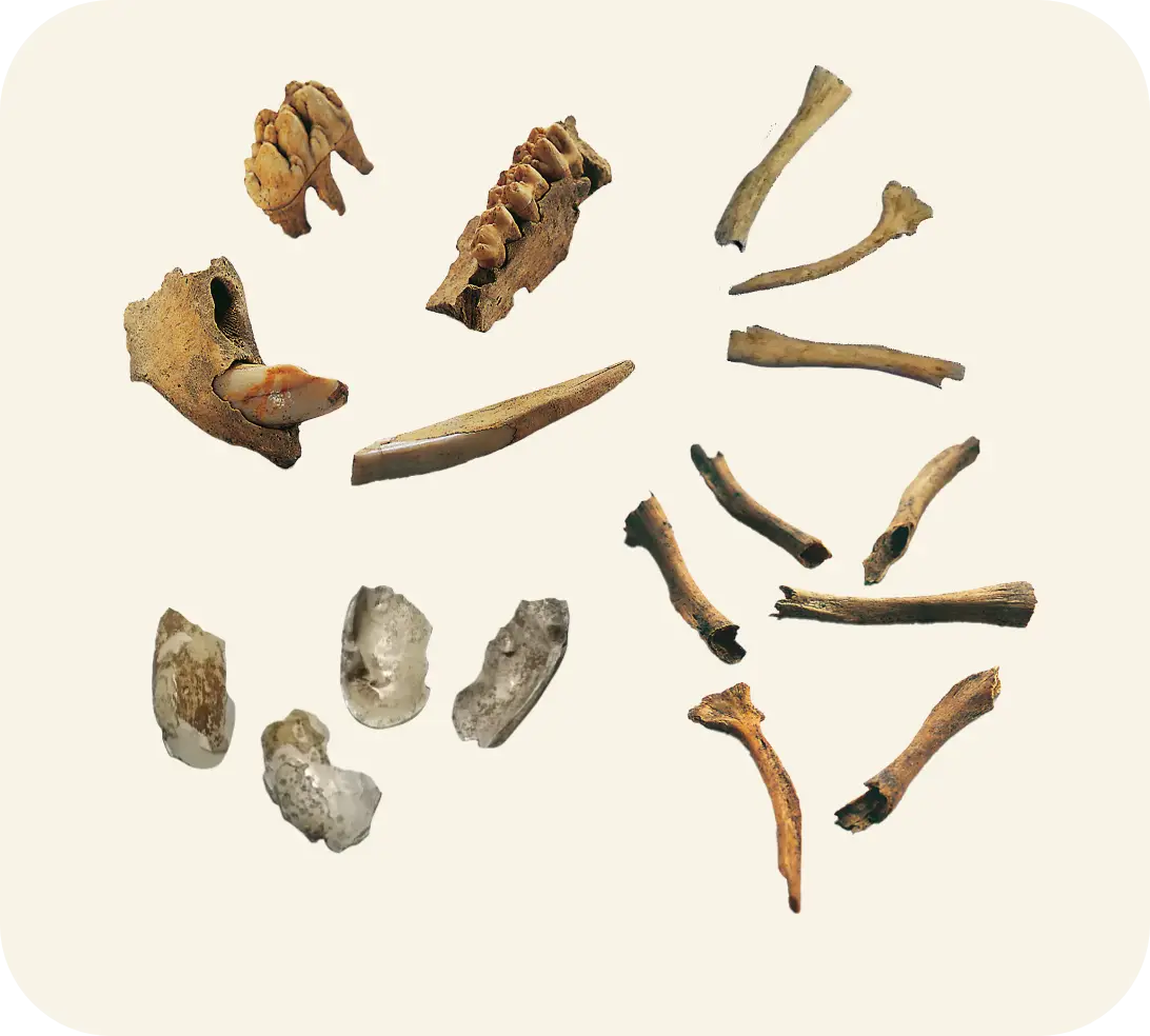狩りで食された動物の骨や貝殻