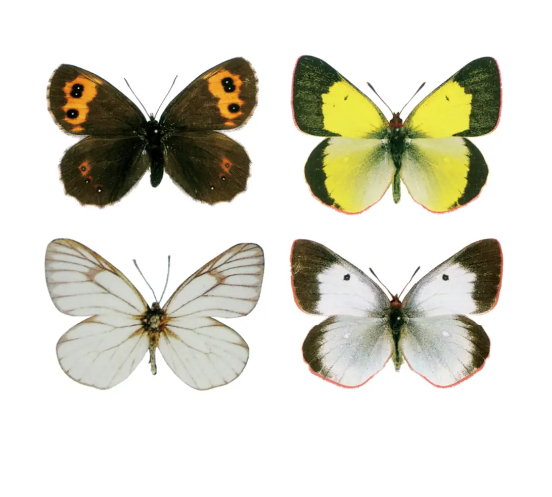 石器(石匙・石錐・矢じり)